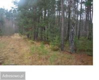 Działka leśna Bartniki, ul. Spokojna. Zdjęcie 4