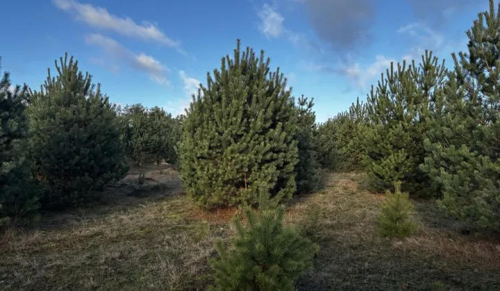 Działka rolno-budowlana Cieciorka