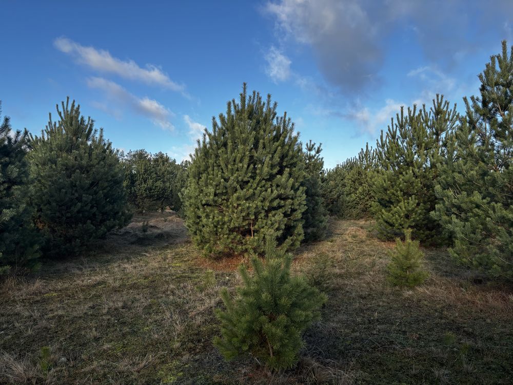 Działka rolno-budowlana Cieciorka. Zdjęcie 1
