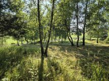 Działka rolno-budowlana Olchowa. Zdjęcie 3