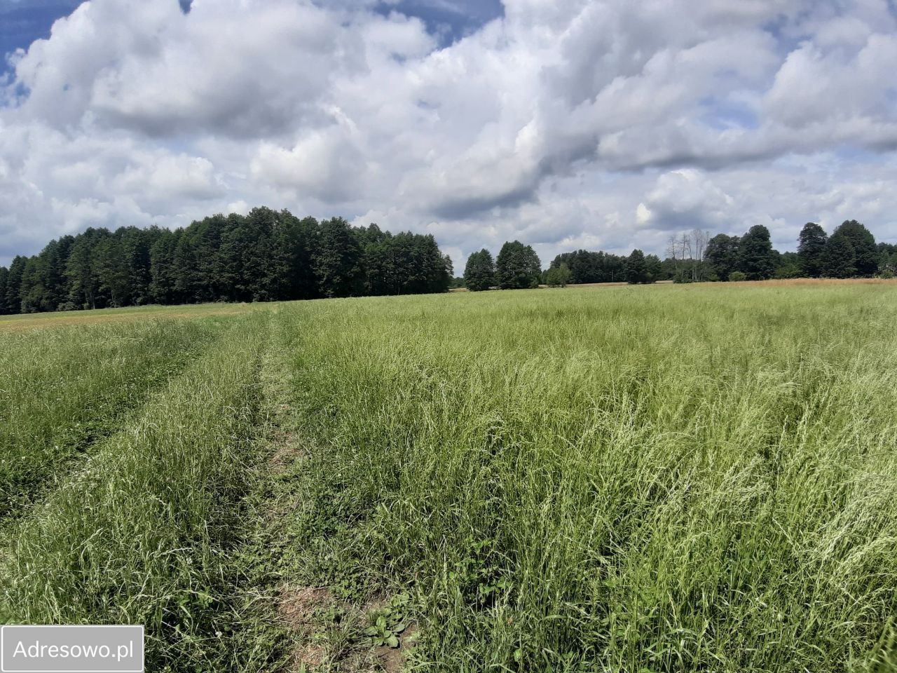Działka rekreacyjna Rogóźno. Zdjęcie 8