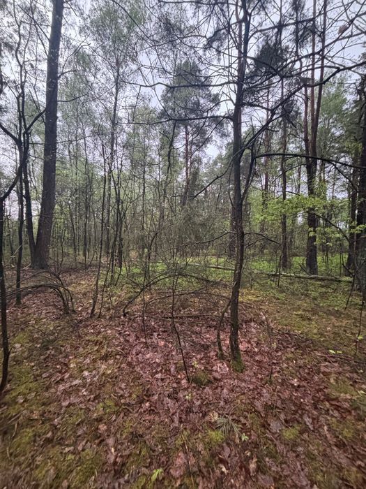 Działka leśna Szczepankowo. Zdjęcie 6