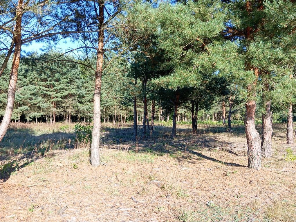 Działka budowlana Wypychów. Zdjęcie 8