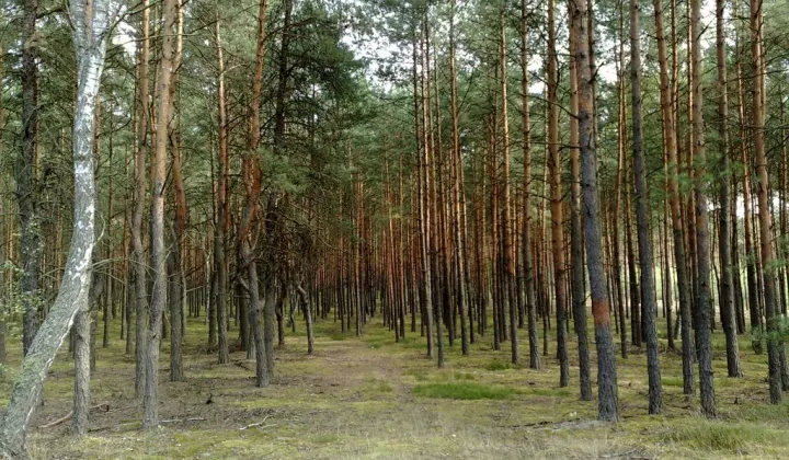 Działka leśna Czarniecka Góra