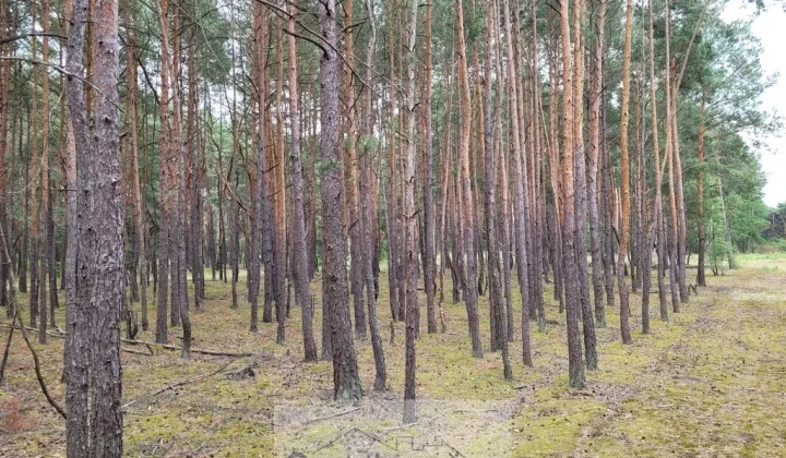 Działka rekreacyjna Popowo-Letnisko