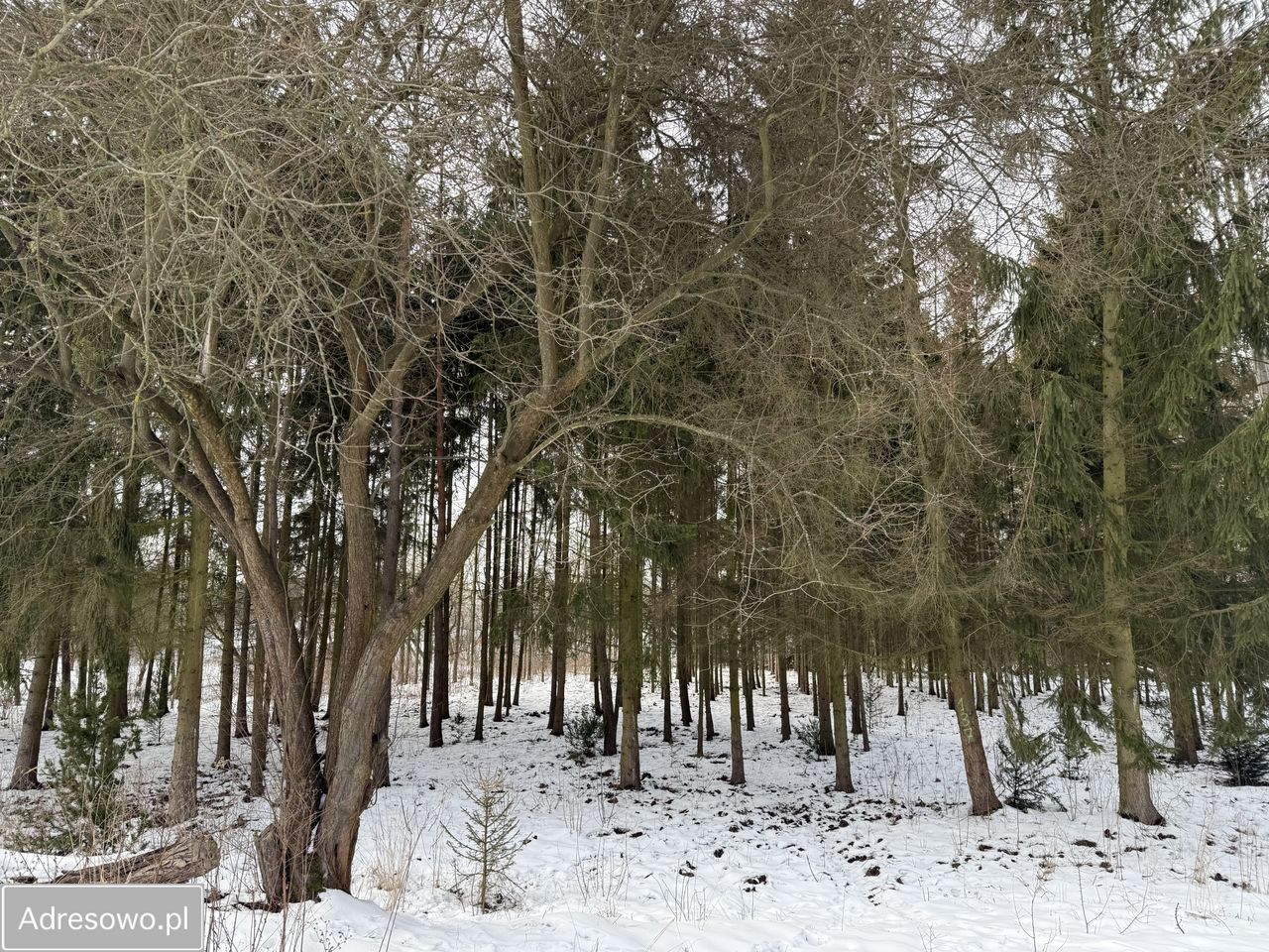 Działka budowlana Warszawa Ursynów, ul. Indycza. Zdjęcie 2