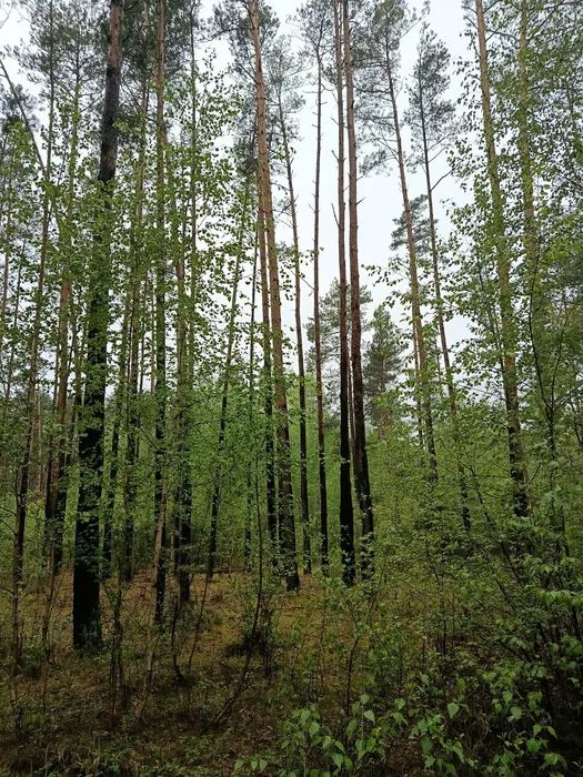 Działka leśna Żerniki. Zdjęcie 4