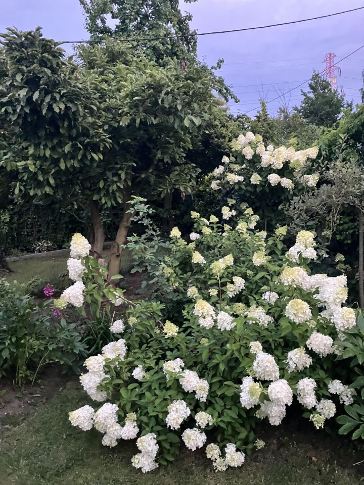 Działka rod Katowice Brynów, ul. Porfirowa. Zdjęcie 5