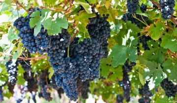 Działka budowlana Trojanowice, ul. Wąwozowa