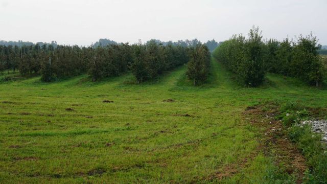 Działka rolna Skotniki. Zdjęcie 1