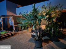 dom wolnostojący, 4 pokoje Gniezno Arkuszewo, ul. Pszeniczna. Zdjęcie 4