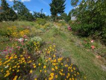 Działka rod Szczecin Gumieńce, ul. Ku Słońcu. Zdjęcie 1