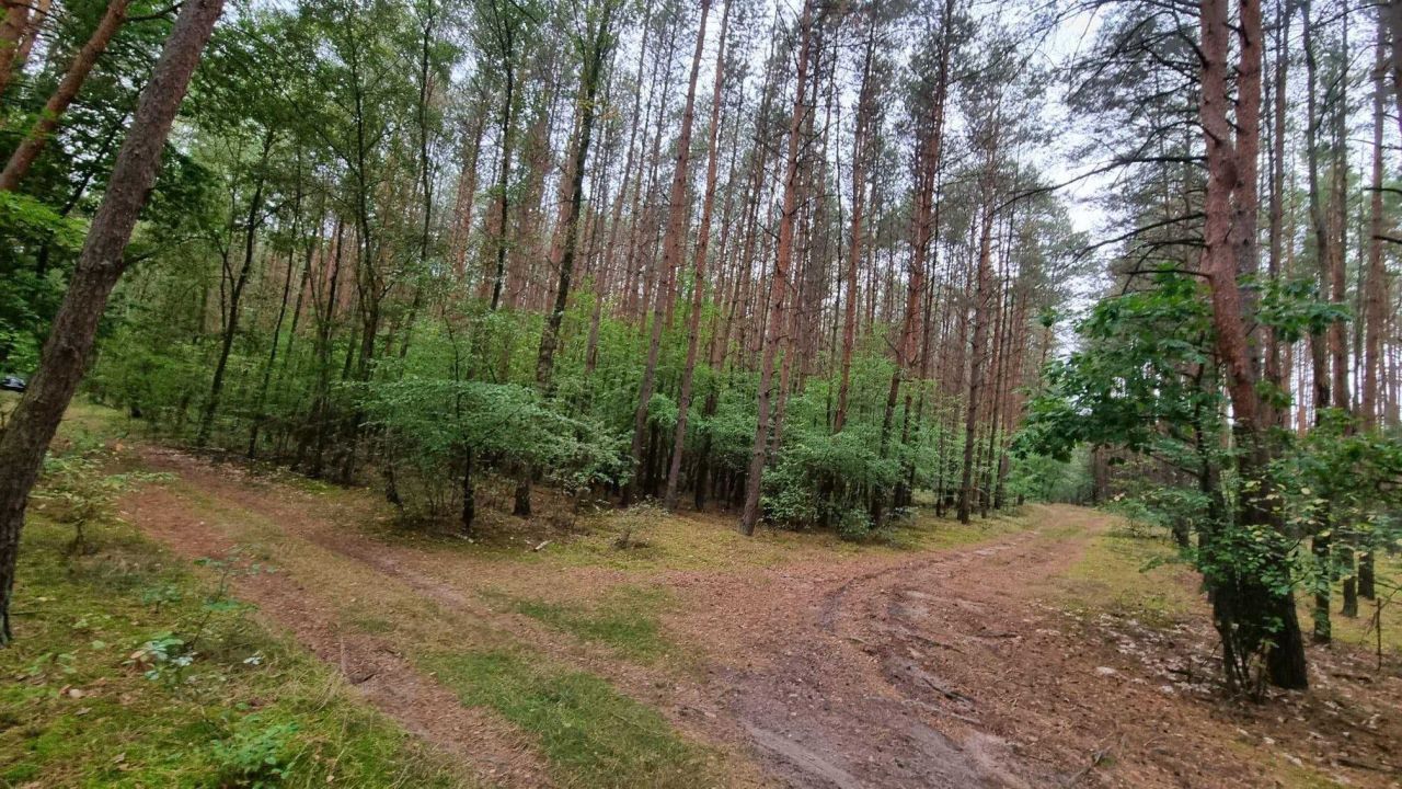 Działka leśna Nowy Duninów. Zdjęcie 5