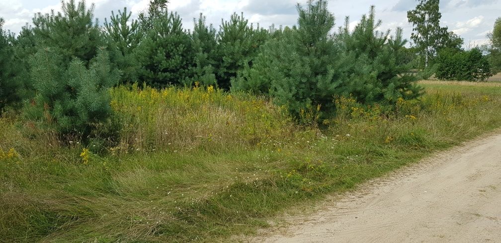 Działka rolna Kałuszyn. Zdjęcie 7