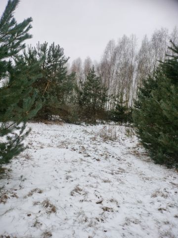 Działka leśna Porąb. Zdjęcie 1