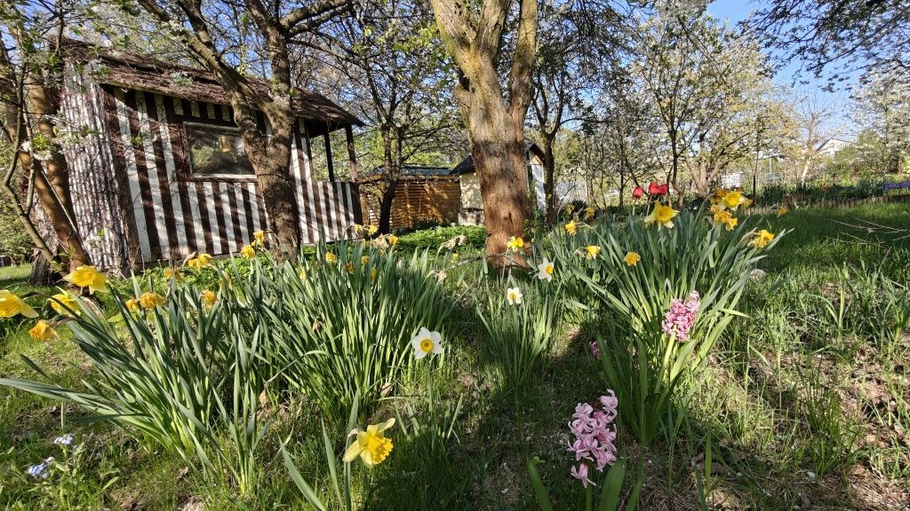 Działka rod Wrocław Krzyki. Zdjęcie 4