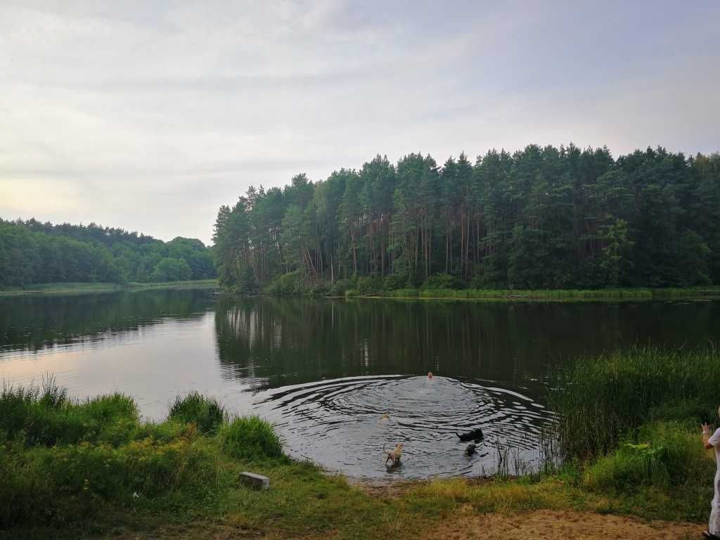 Działka rod Tryszczyn. Zdjęcie 8
