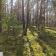 Działka leśna Wilga. Zdjęcie 11