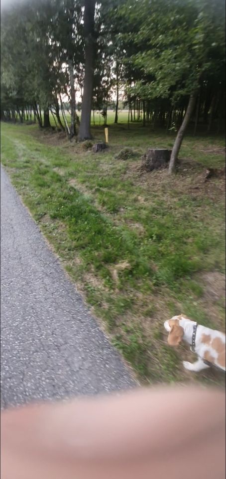 Działka rolno-budowlana Dąbrówki Breńskie. Zdjęcie 3