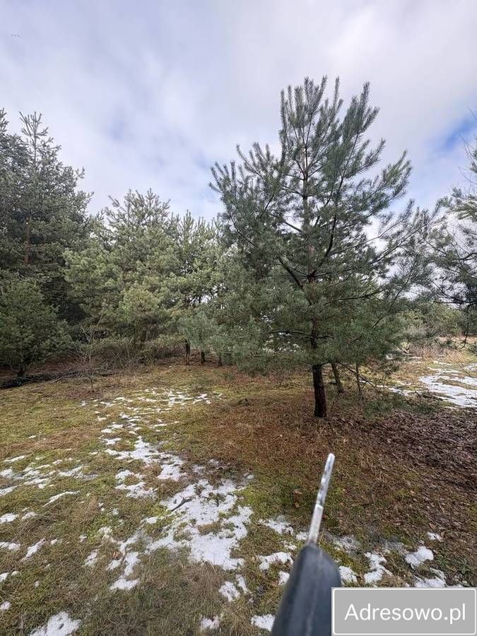 Działka rolno-budowlana Aleksandria Aleksandria Druga, ul. Sosnowa. Zdjęcie 2