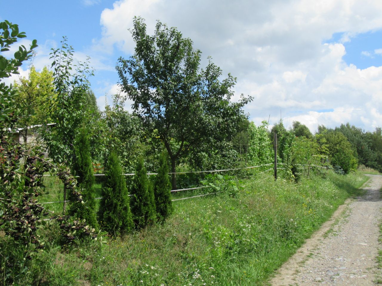 Działka rolno-budowlana Kleszczów. Zdjęcie 4