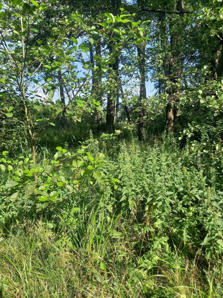 Działka leśna Brok Żurawieniec, ul. Żurawieniec. Zdjęcie 4