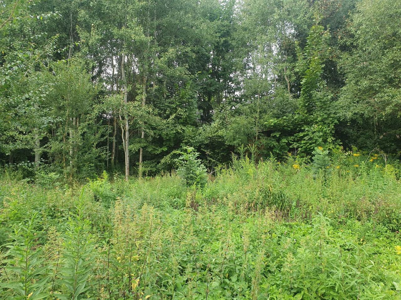 Działka rolno-budowlana Gniewięcin. Zdjęcie 6