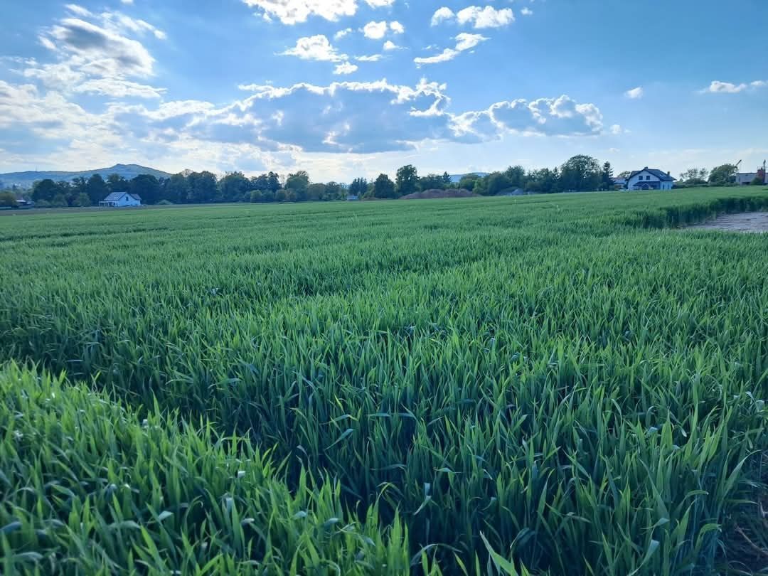 Działka rolno-budowlana Strzegom. Zdjęcie 2