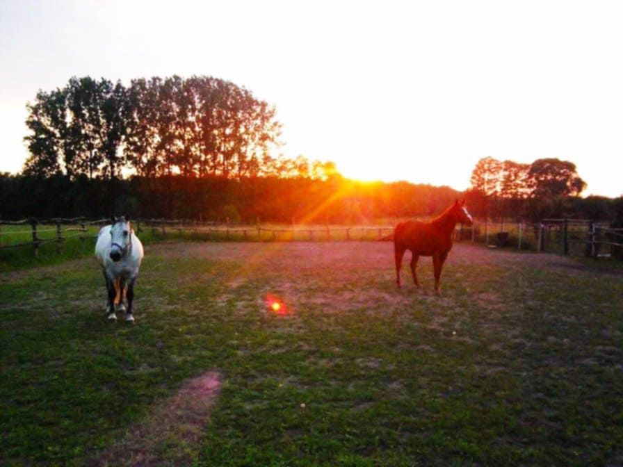 Działka budowlana Gostyń, Czereśniowa. Zdjęcie 5