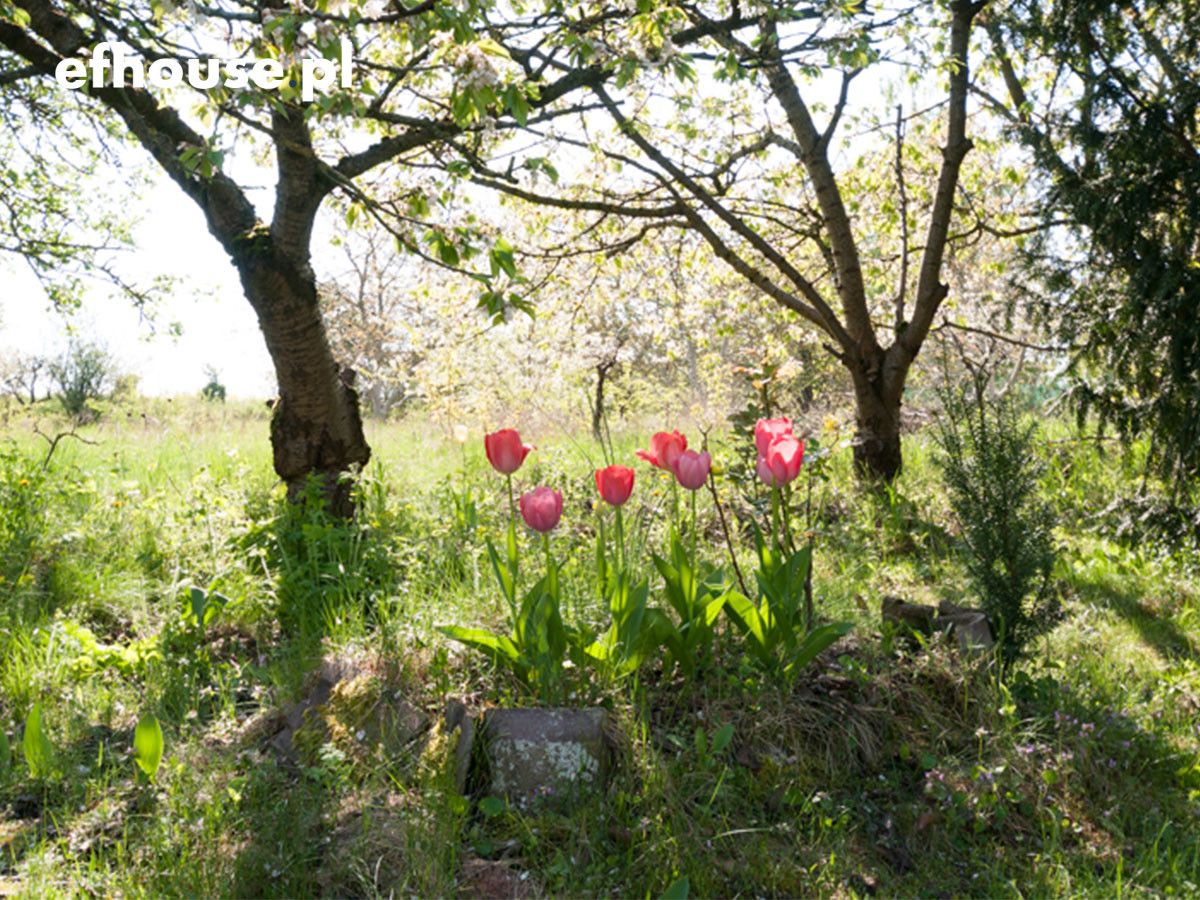 dom wolnostojący, 3 pokoje Dobrylewo. Zdjęcie 8
