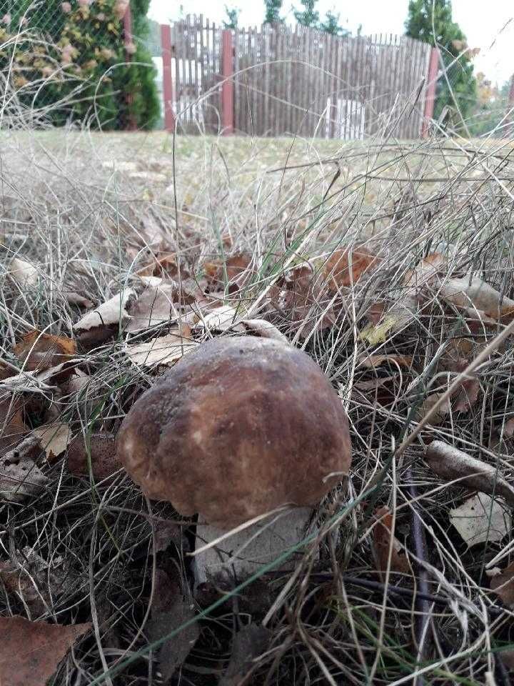 Działka budowlana Burlaki Holendry. Zdjęcie 5