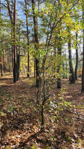 Działka budowlana Władysławów Bielawski. Zdjęcie 6