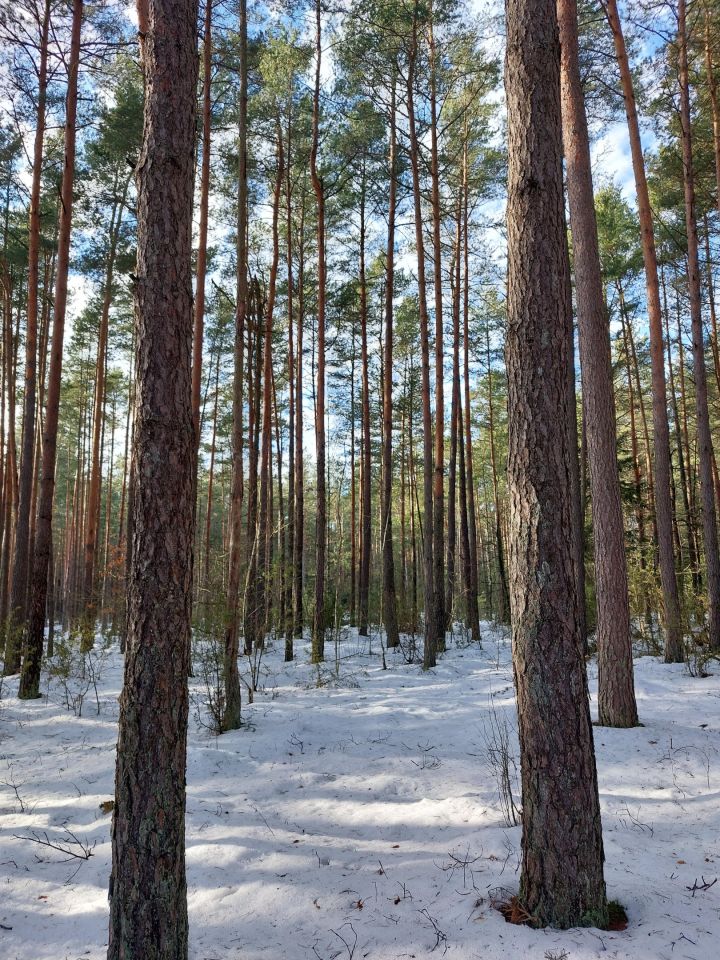 Działka leśna Lewkowo Stare