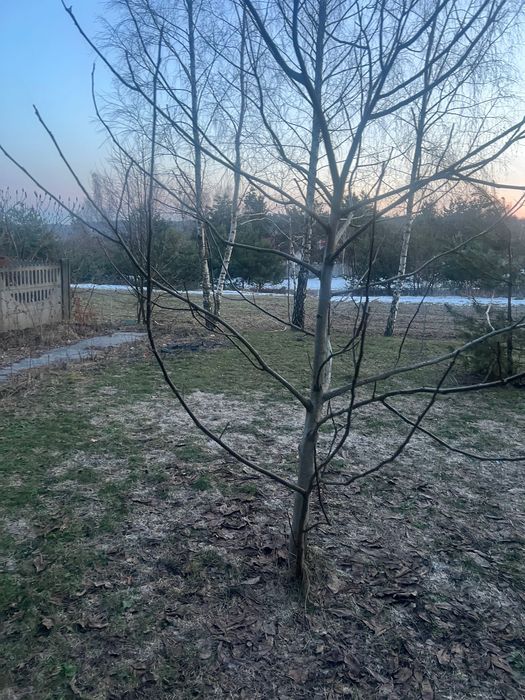 Działka budowlana Janów, ul. Izabeli Łęckiej. Zdjęcie 8