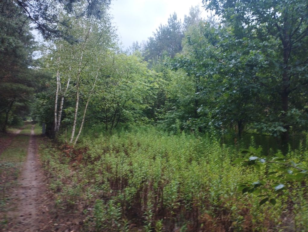 Działka budowlana Mieszkowo. Zdjęcie 6