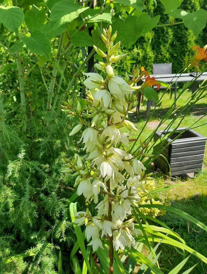 Działka rod Białystok Dojlidy, ul. Adama Mickiewicza. Zdjęcie 3