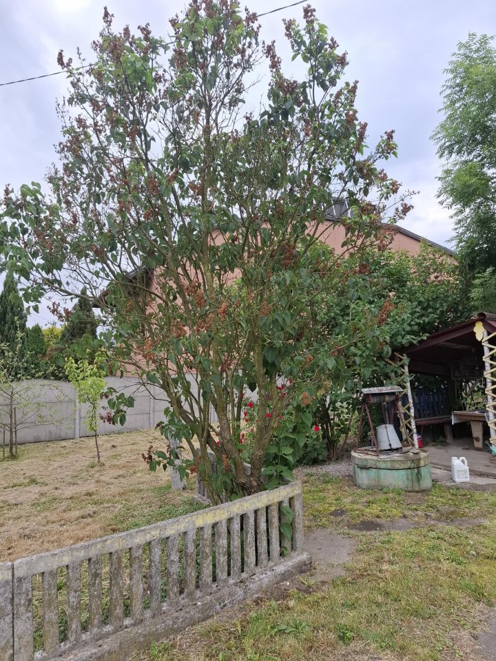 dom wolnostojący, 3 pokoje Myszków Mrzygłódka, ul. Palmowa. Zdjęcie 5