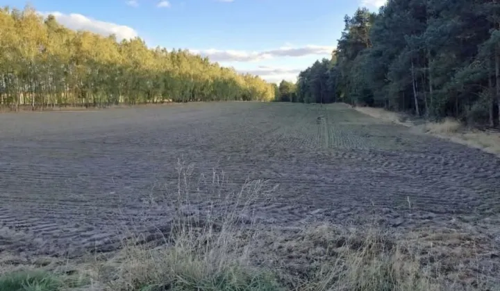 Działka budowlana Boroszków