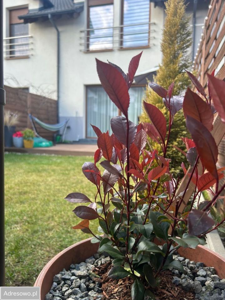 dom szeregowy, 4 pokoje Plewiska, ul. Szałwiowa. Zdjęcie 18