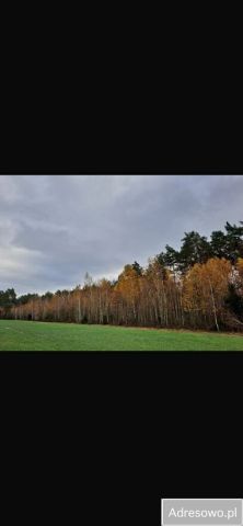Działka leśna Głębocz Wielki. Zdjęcie 1