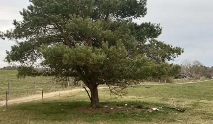 Działka rolno-budowlana Zagozd