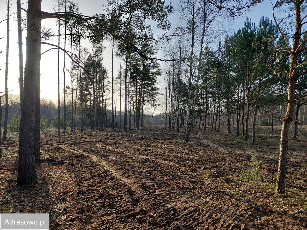 Działka rekreacyjna Rogóźno. Zdjęcie 3