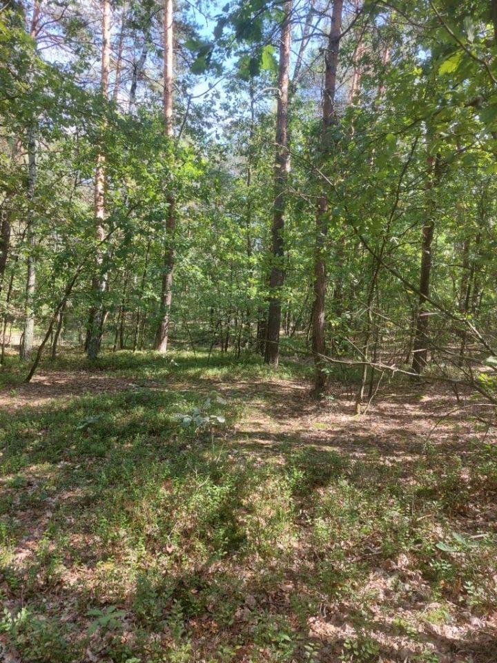 Działka leśna Czerwonka-Gozdów. Zdjęcie 6