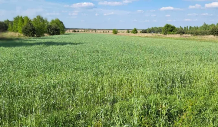 Działka budowlana Krasice, ul. Cmentarna