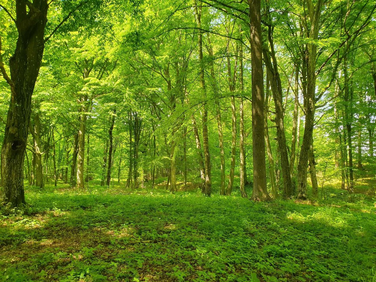 Działka rekreacyjna Dąbrowa. Zdjęcie 4
