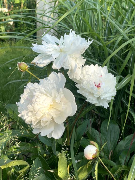 Działka rod Warszawa Mokotów. Zdjęcie 5