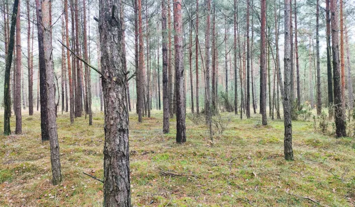 Działka leśna Goski-Wąsosze