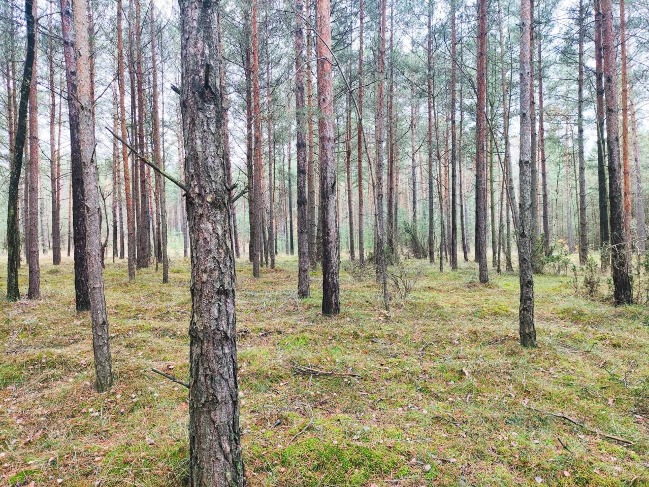 Działka leśna Goski-Wąsosze. Zdjęcie 1