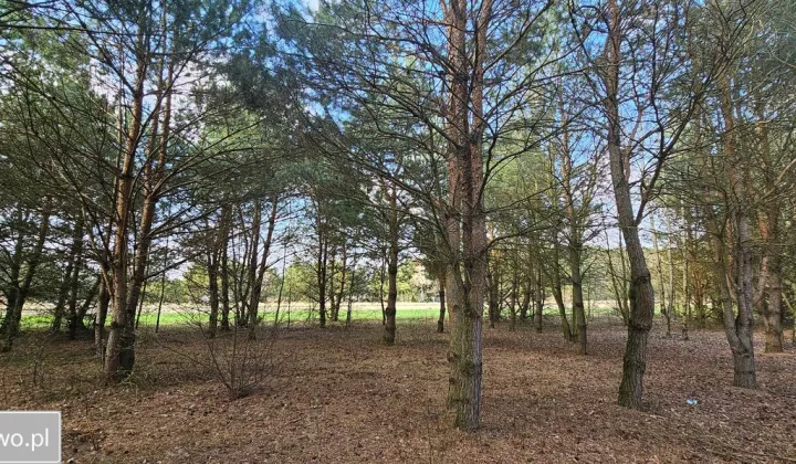 Działka rolna Królewo
