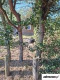 Działka rod Stargard. Zdjęcie 1